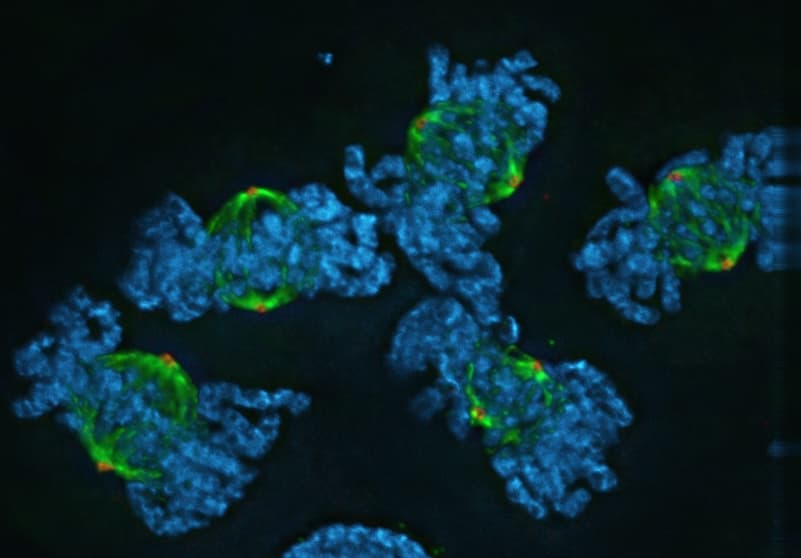 Microscopy image of cells undergoing mitosis
